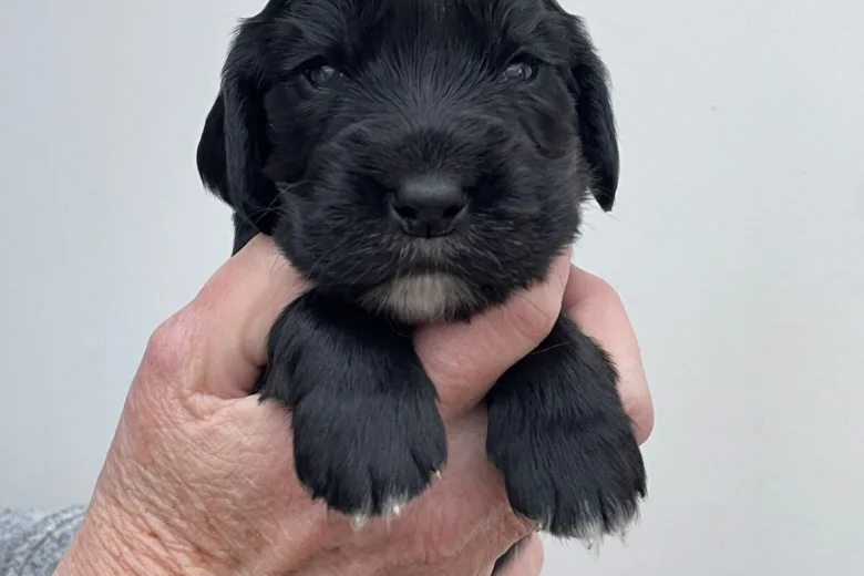 Cocker Spaniel (Working)