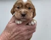 Cocker Spaniel (Working)