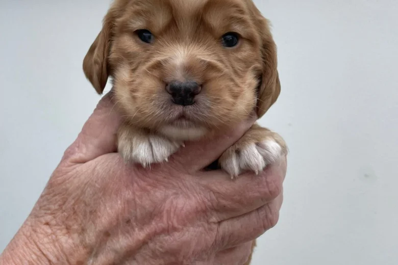 Cocker Spaniel (Working)