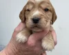 Cocker Spaniel (Working)