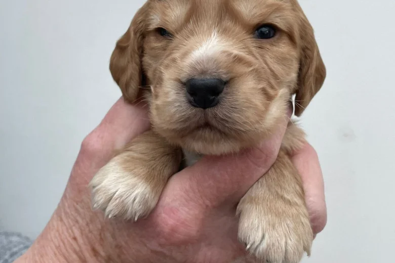 Cocker Spaniel (Working)