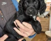Cocker Spaniel (Working)