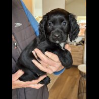 Cocker Spaniel (Working)