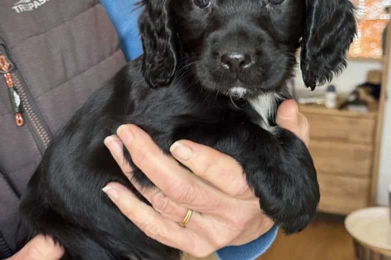 Cocker Spaniel (Working)