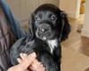 Cocker Spaniel (Working)