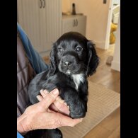Cocker Spaniel (Working)