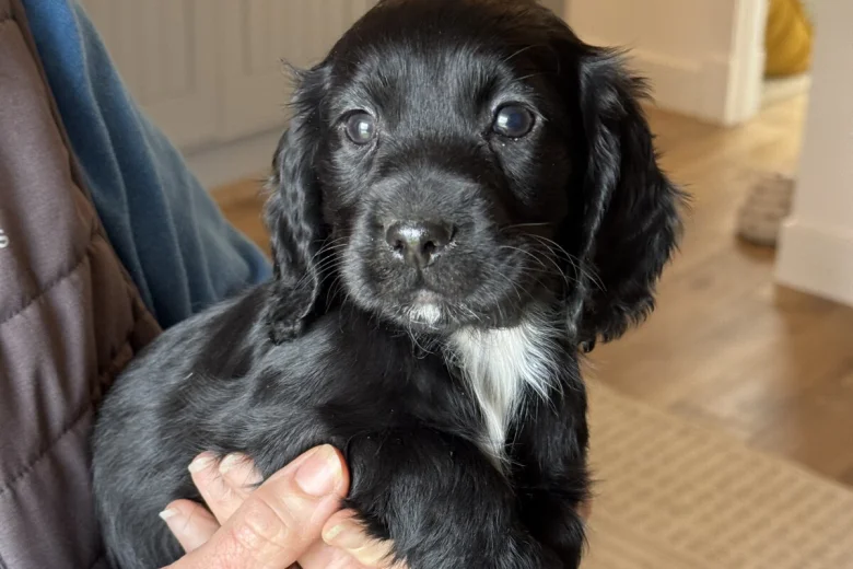 Cocker Spaniel (Working)