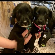 Cocker Spaniel (Show)