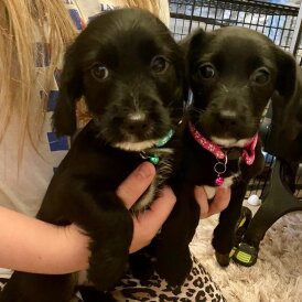 Cocker Spaniel (Show)