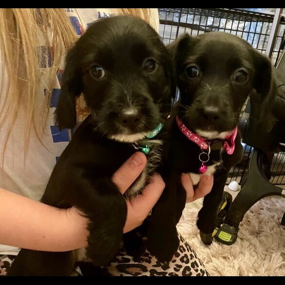 Cocker Spaniel (Show)