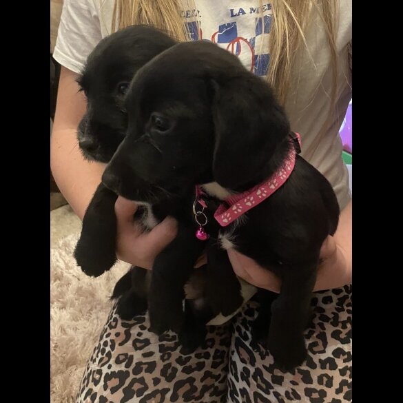 Cocker Spaniel (Show)