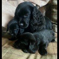 Cocker Spaniel (Show)