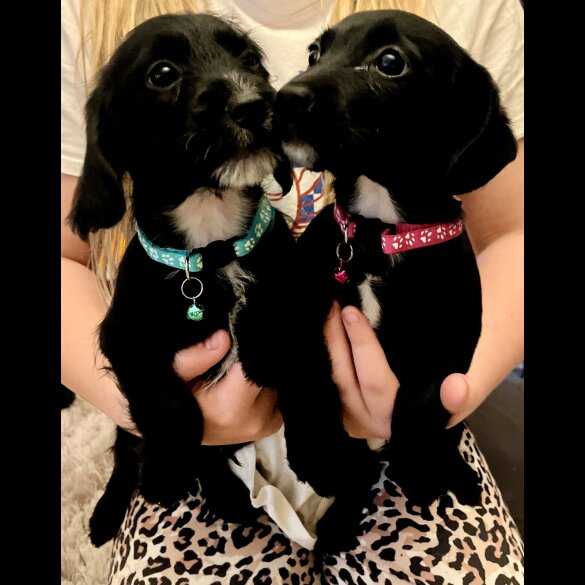 Cocker Spaniel (Show)