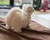 Coton De Tulear