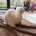 Coton De Tulear