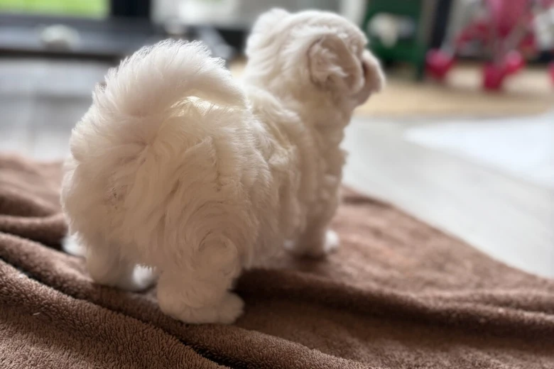 Coton De Tulear