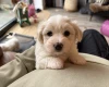 Coton De Tulear