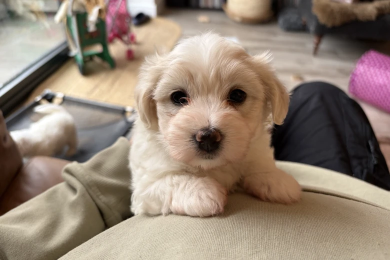 Coton De Tulear