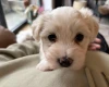 Coton De Tulear