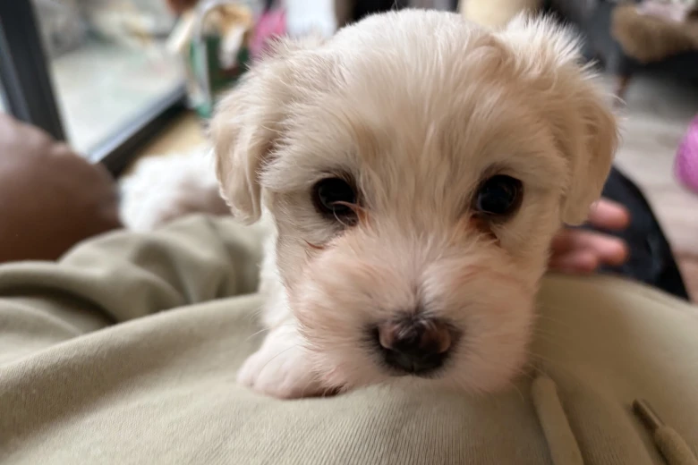 Coton De Tulear