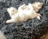 Coton De Tulear