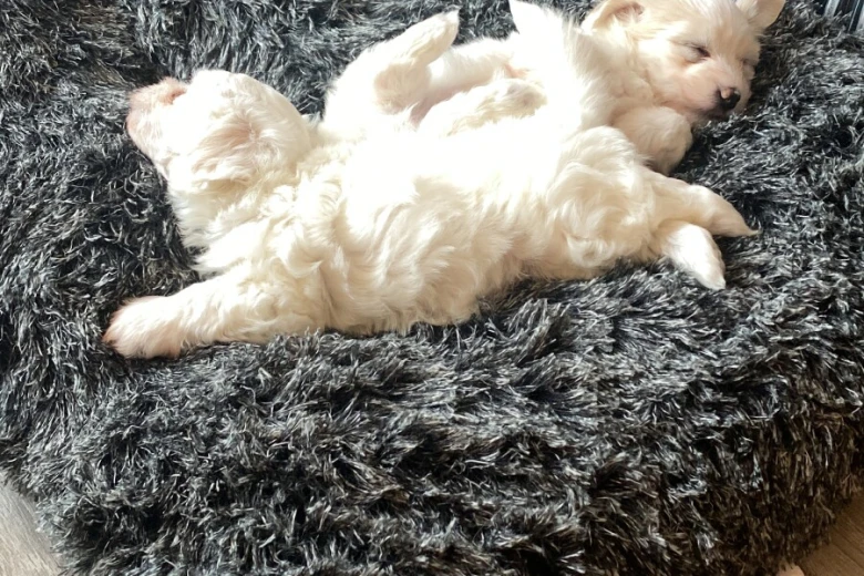 Coton De Tulear