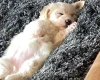 Coton De Tulear
