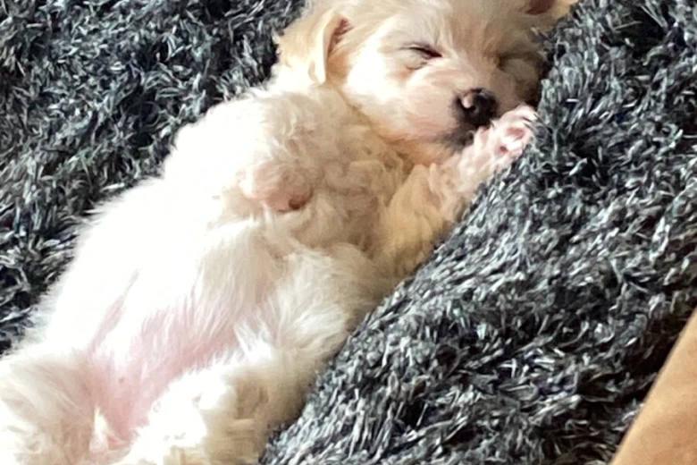 Coton De Tulear