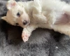 Coton De Tulear