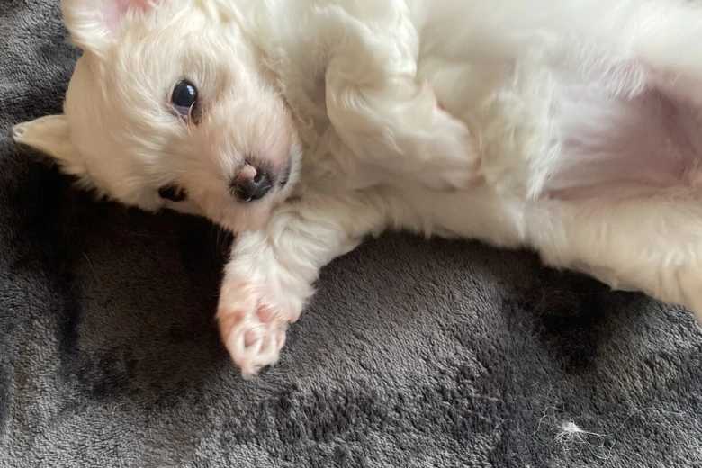 Coton De Tulear