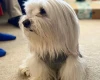 Coton De Tulear