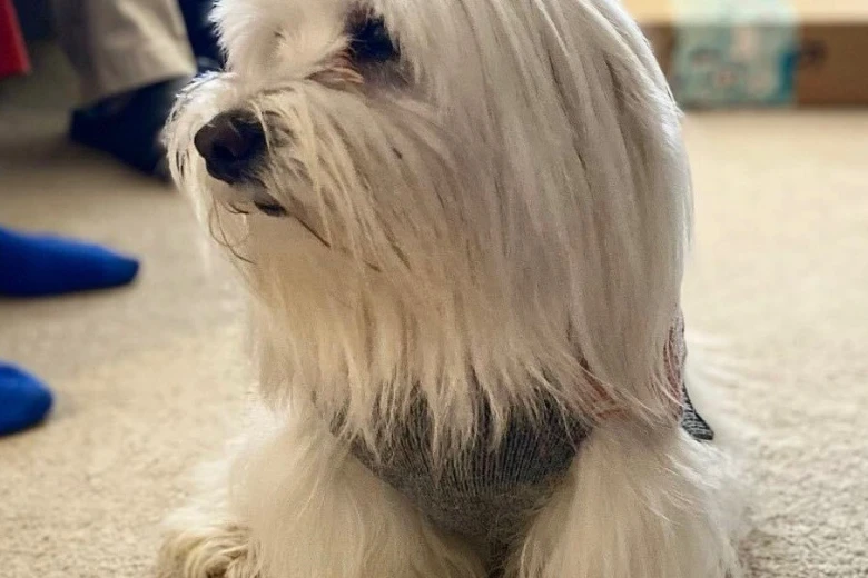 Coton De Tulear