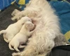 Coton De Tulear
