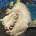 Coton De Tulear