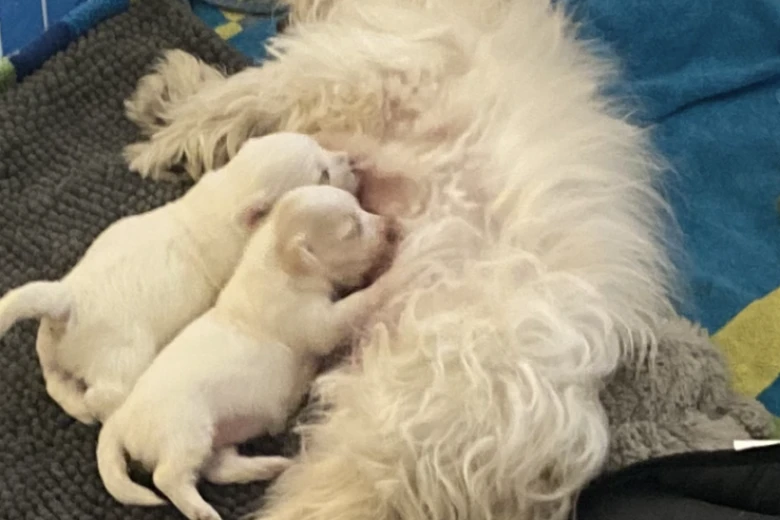 Coton De Tulear