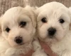 Coton De Tulear