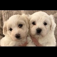Coton De Tulear