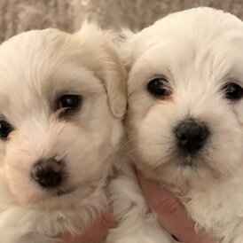 Coton De Tulear