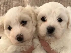 Coton De Tulear