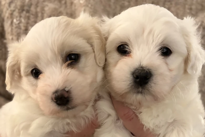 Coton De Tulear