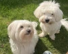 Coton De Tulear