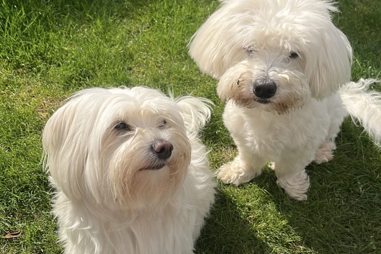 Coton De Tulear