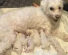 Coton De Tulear