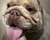 English Bulldog