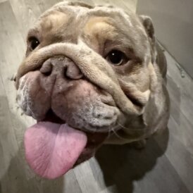 English Bulldog