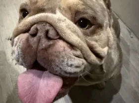 English Bulldog