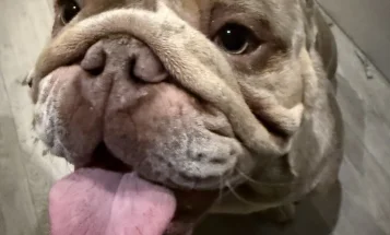 English Bulldog