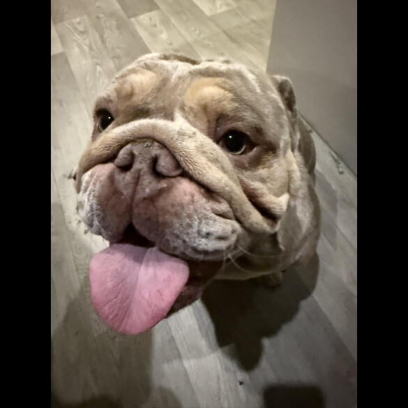 English Bulldog