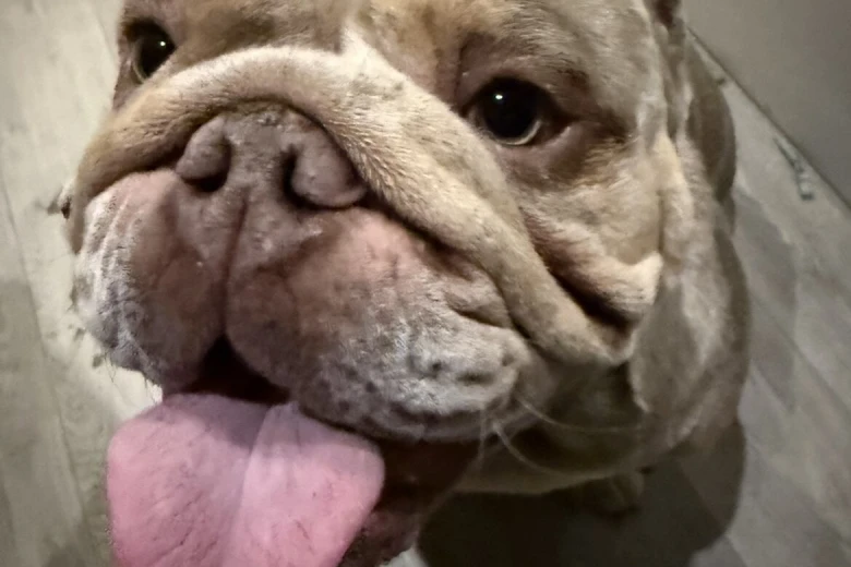 English Bulldog