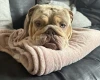 English Bulldog